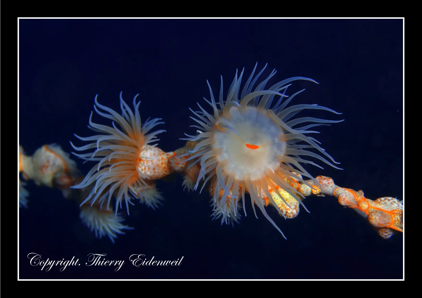 Anilao Macro Dive Media Highlight